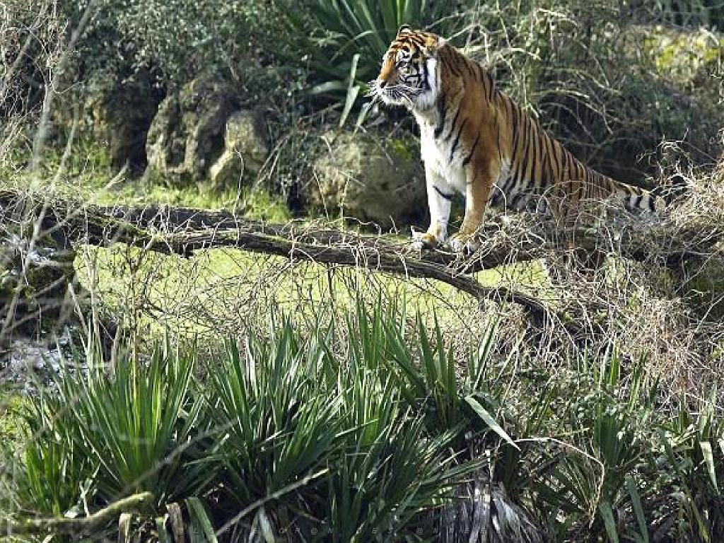 149 BIO PARC DE DOUE LA FONTAINE 4- 2016_000027.jpg